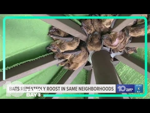 Why bats repeatedly roost in same neighborhoods