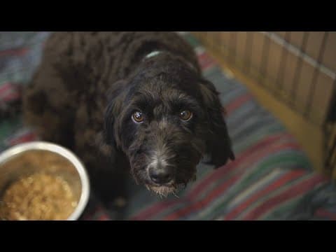 Owners now required to register dogs that haven't been spayed or neutered in Indianapolis