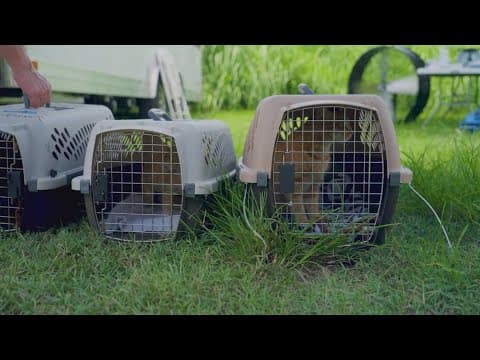 More than 200 cats were rescued from a Manatee County home. Now, they're looking for a new home.