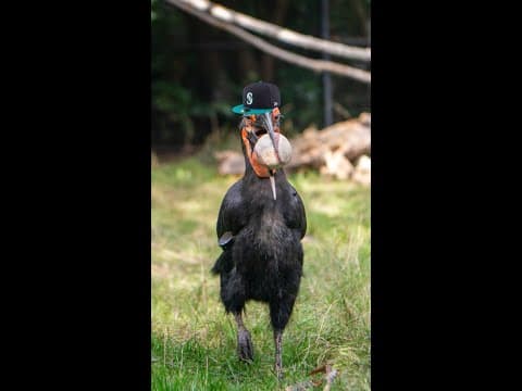 Ruby is ready for the postseason