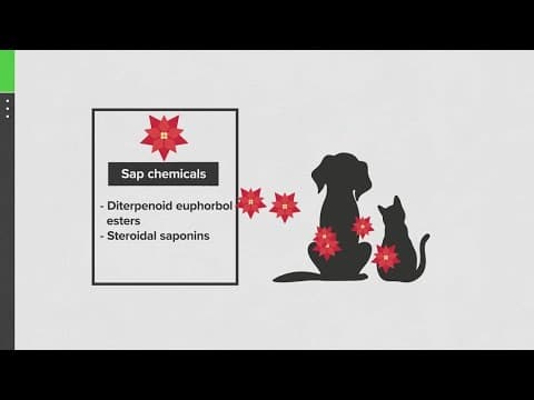 Verify: Are poinsettias deadly to pets?