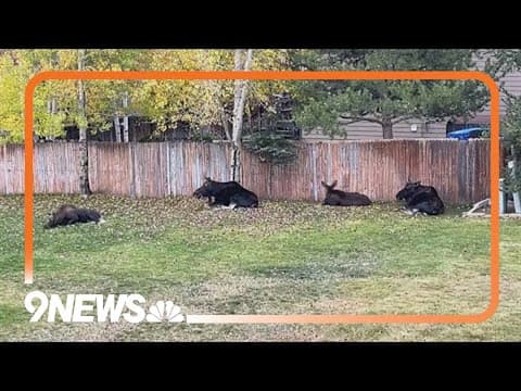 Moose relax in Colorado backyard