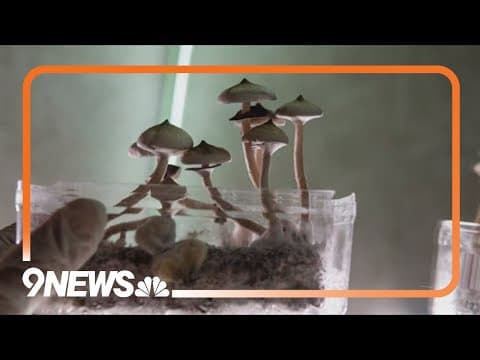 Health expert talks about training nurses get for psylocybin mushroom treatments