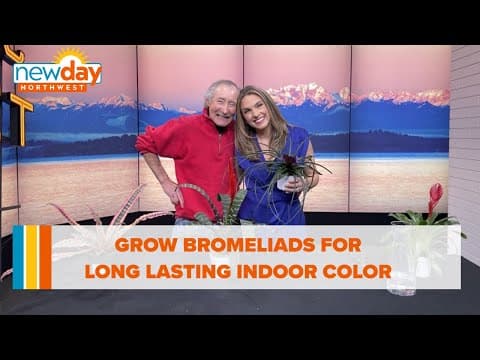 Grow bromeliads for long lasting color indoors - New Day NW