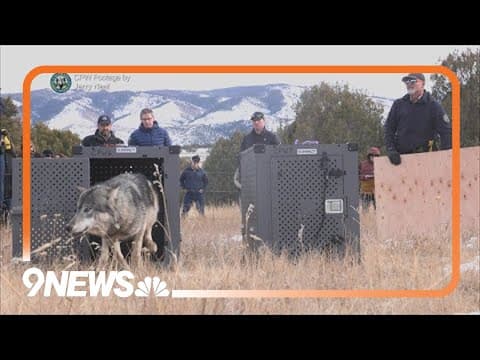 Colorado releases wolves in Grand County