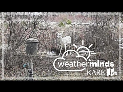 WeatherMinds: Albino deer caught on video