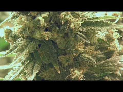 Ohio to issue first set of licenses to sell recreational marijuana on Tuesday