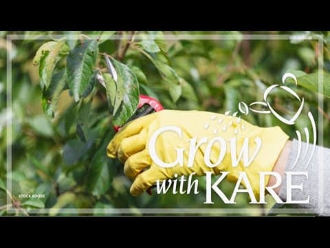 Grow with KARE: Fungal issues in the garden