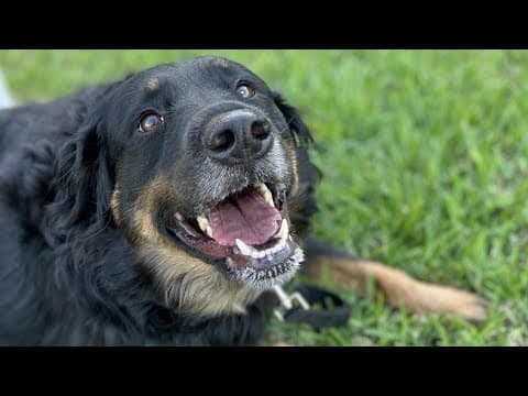 Where is Juno? This Denton teacher says a pet sitter he found on a popular app lost his beloved dog