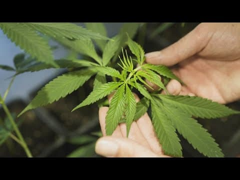 Advocates are pushing to de-criminalize marijuana in a Texas city