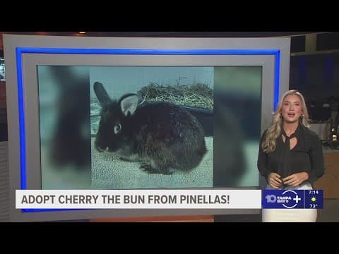 Give Cherry the Bun from Pinellas a fur-ever home!