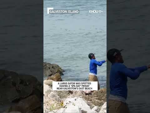 Gator spotted having 'spa day' near Galveston beach