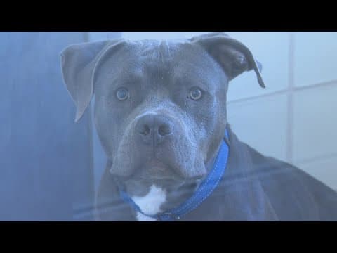 Community steps up to help shelter pets after AC went out | Get Uplifted