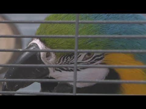 Potty-mouthed parrot up for adoption