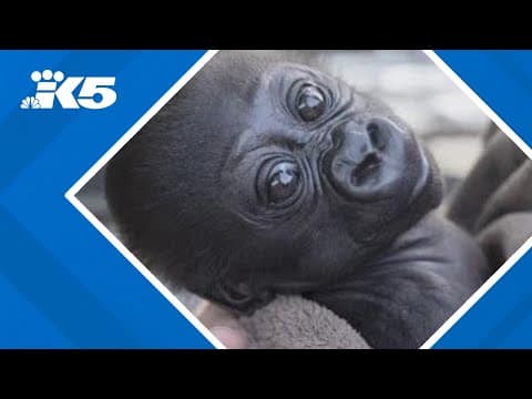Baby gorilla born at Woodland Park Zoo rejected by his mother, will be relocated