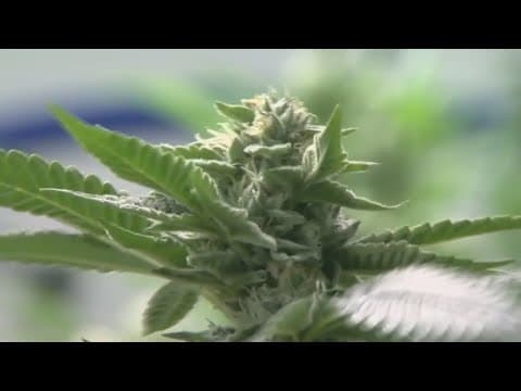Director of Ohio Cannabis Control waiting for rules to be approved