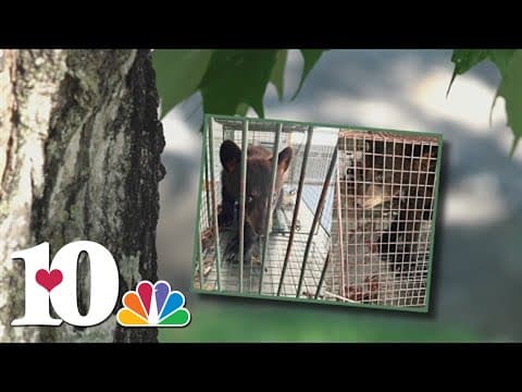 Killing of mama bear in Blount County raises questions about state laws over bear defense