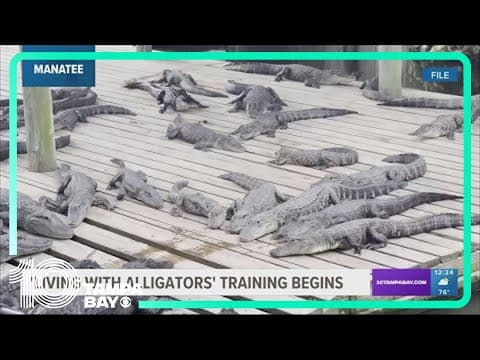 Learn how to live with alligators