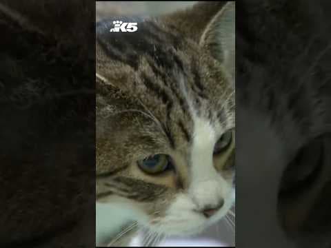 Bird flu outbreaks prompt warning to Seattle pet owners