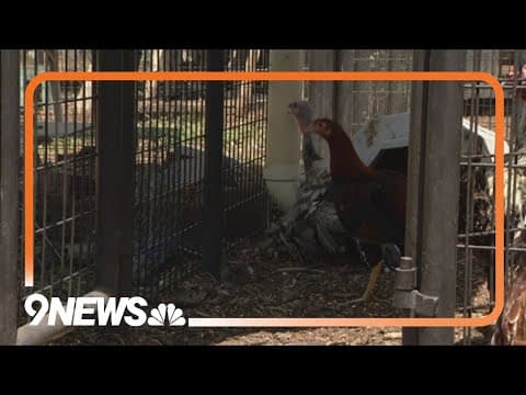 Colorado now home to largest outbreak of human bird flu in U.S. history