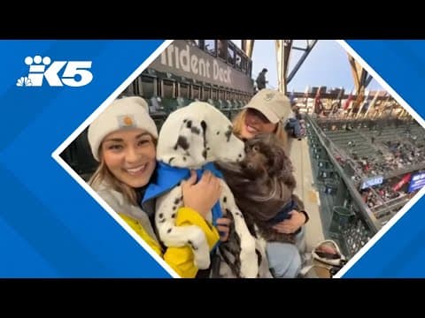 Dogs will be allowed on the light rail, Sound Transit buses and trains