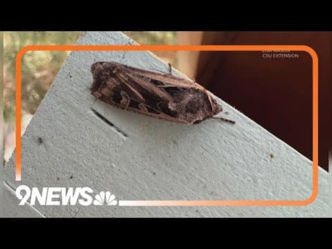 Miller moth migration season is beginning