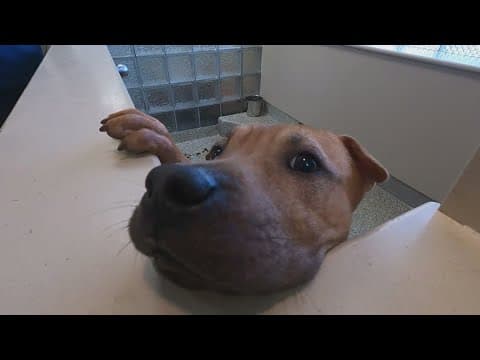 DC's HRA says the community rescued them from a shelter overcrowding crisis