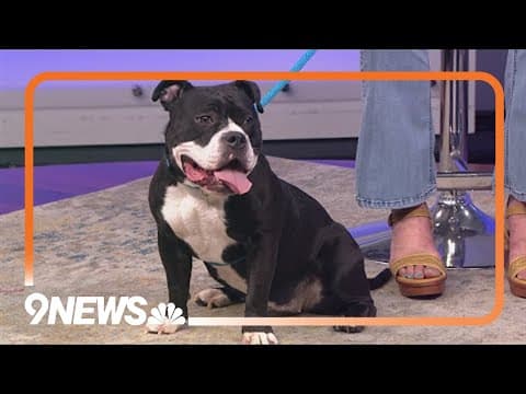 August is 'Clear the Shelters' month