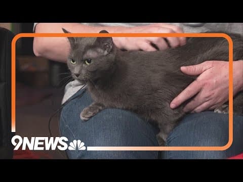 Petline9: Jaylena needs a forever home