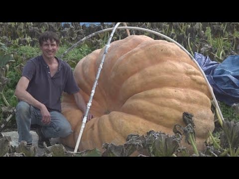Maine man continues to grow bigger and bigger pumpkins