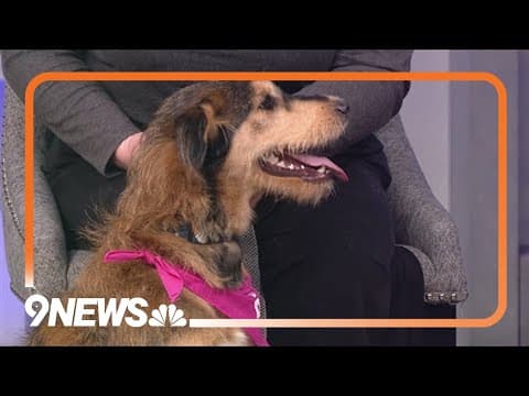 Sophie is a mix of 'sunshine wonderfulness' who needs a forever home!