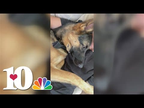 Victims accuse pet sitter in North Knox Co. of abusing their animals