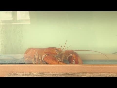 1 in 30 million rare lobster rescued from restaurant tank