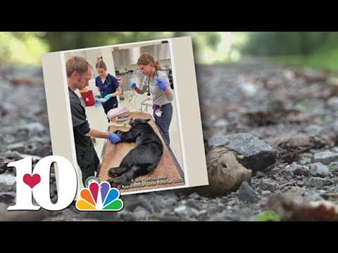 Bear cub dead, another in recovery, after they were hit by a vehicle on a Sevier Co. road