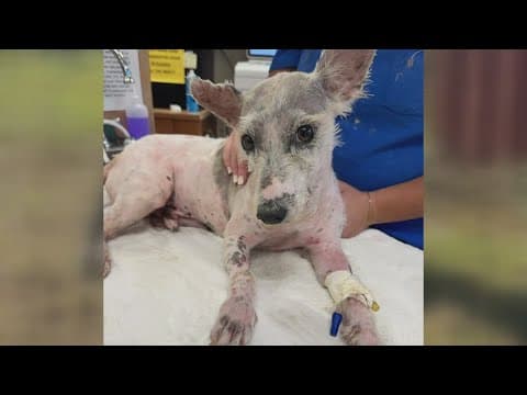 Mystery of 'Scrim' finally solved in New Orleans