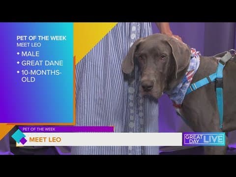 Pet of the week: Let's find Leo a new home