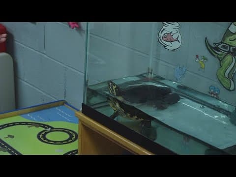 Melody the Turtle keeps kids engaged at Mount Pisgah Christian Academy