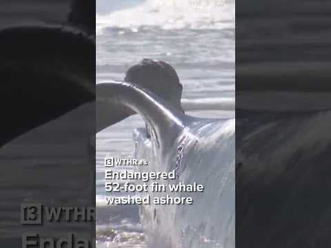 Endangered 52-foot fin whale washes up ashore San Diego beach