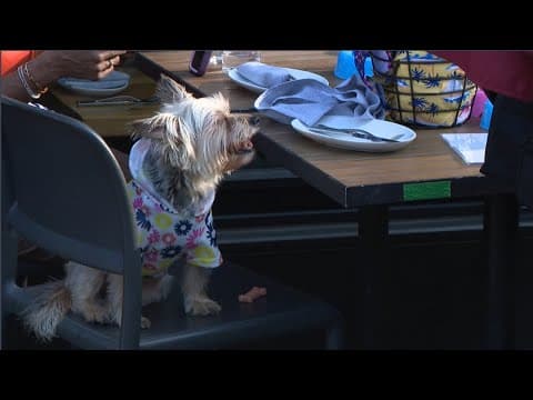 WATCH: Navy Yard hosts first-ever 'Bark' crawl