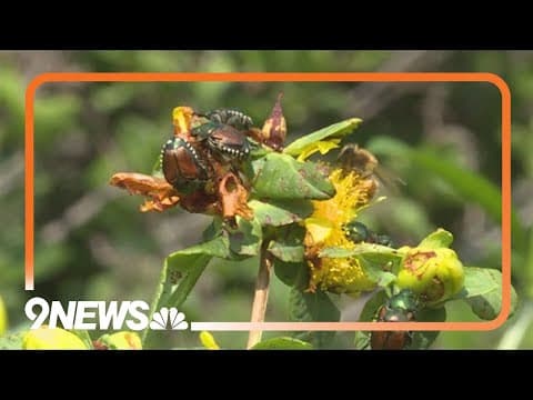 How to kill Japanese beetles in your garden
