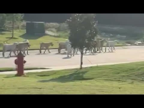 A pack of dogs takes over a small Texas town, and neighbors express concerns