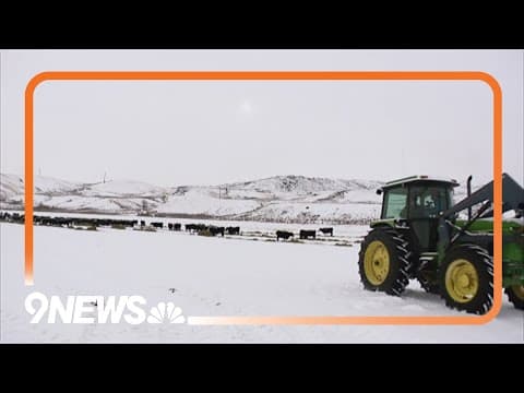 How the reintroduction of wolves are impacting Colorado farmers