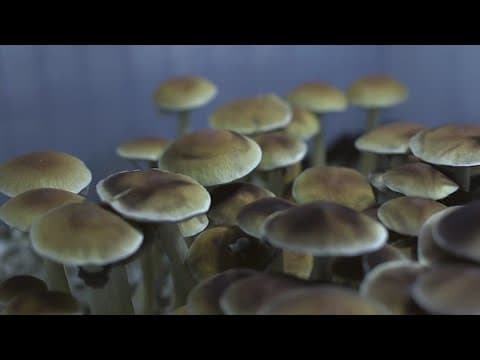 Ohio State studying psychedelic mushrooms to treat mental health