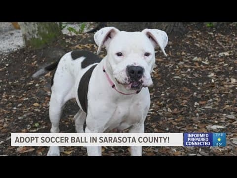 Soccer Ball is looking for her fur-ever home in Sarasota County
