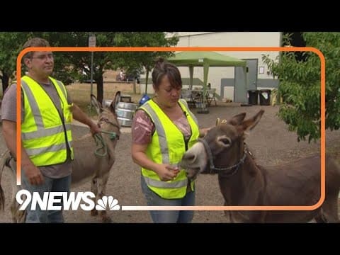 Jeffco fairgrounds host hundreds of animals evacuated from wildfires