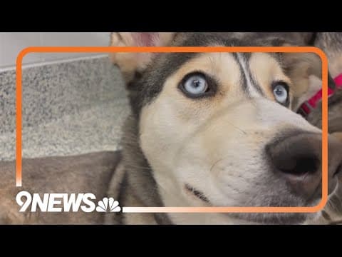 Veterinarian answers viewers' questions