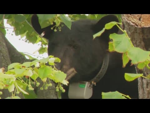 Elden the Bear inspires families in Herndon with new adventure campaign