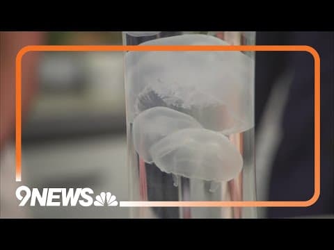 Sunrise Safari: Moon jellyfish from the Downtown Aquarium