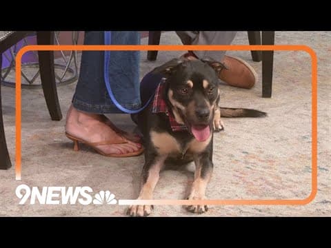 Petline9: Myles loves to play