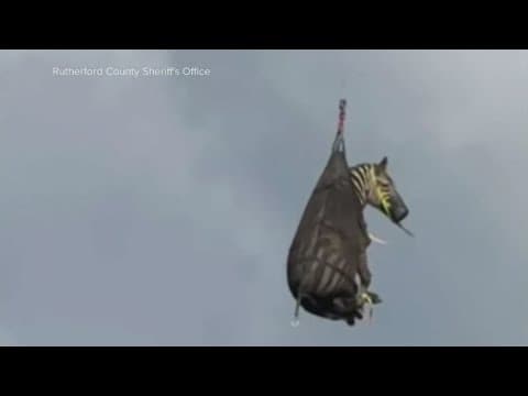 Zebra on the loose makes it back home